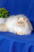 Fluffy white Persian cat named Polly showcasing adorable Persian kitten vibes