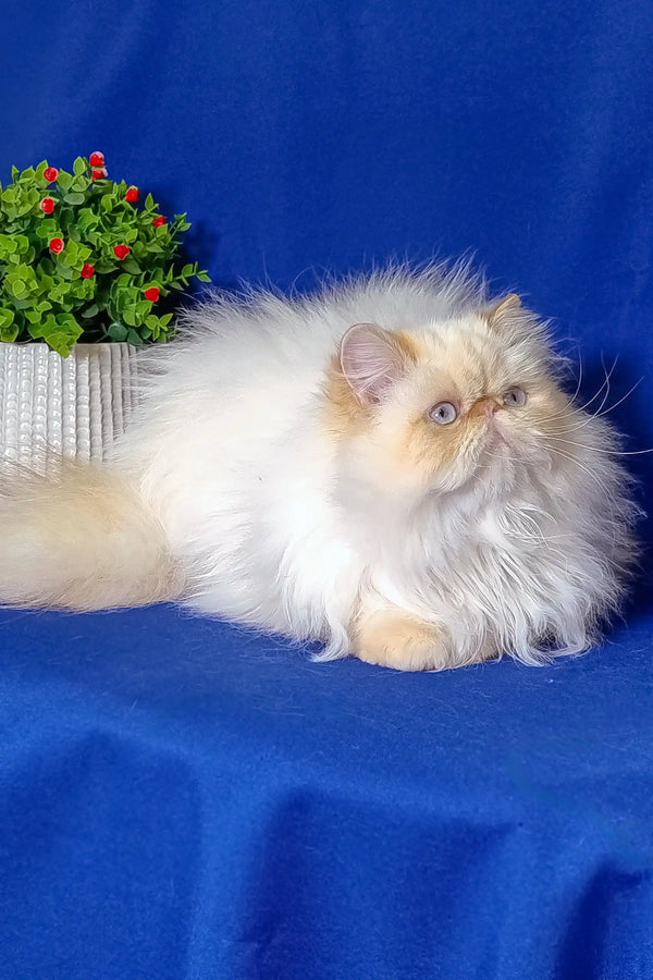 Fluffy white and tan Persian cat named Polly, the cutest Persian kitten ever