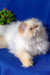 Fluffy white and tan Persian cat from the Polly Persian Kitten collection