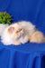 Fluffy white and tan Persian cat named Polly in a cozy setting