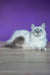 Polly | siberian kitten