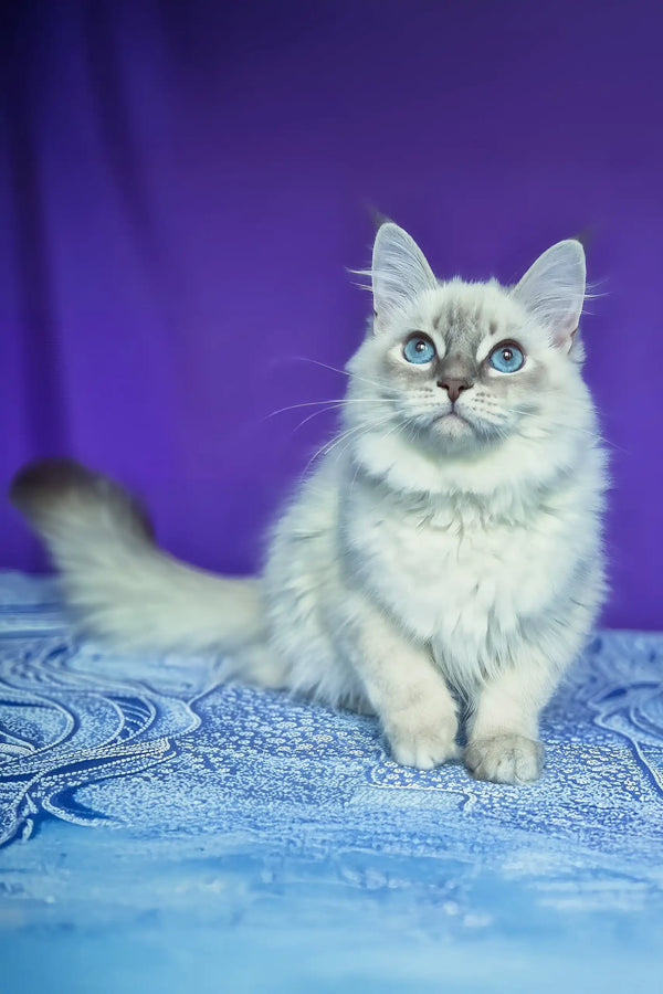 Polly | siberian kitten