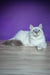 Polly | siberian kitten