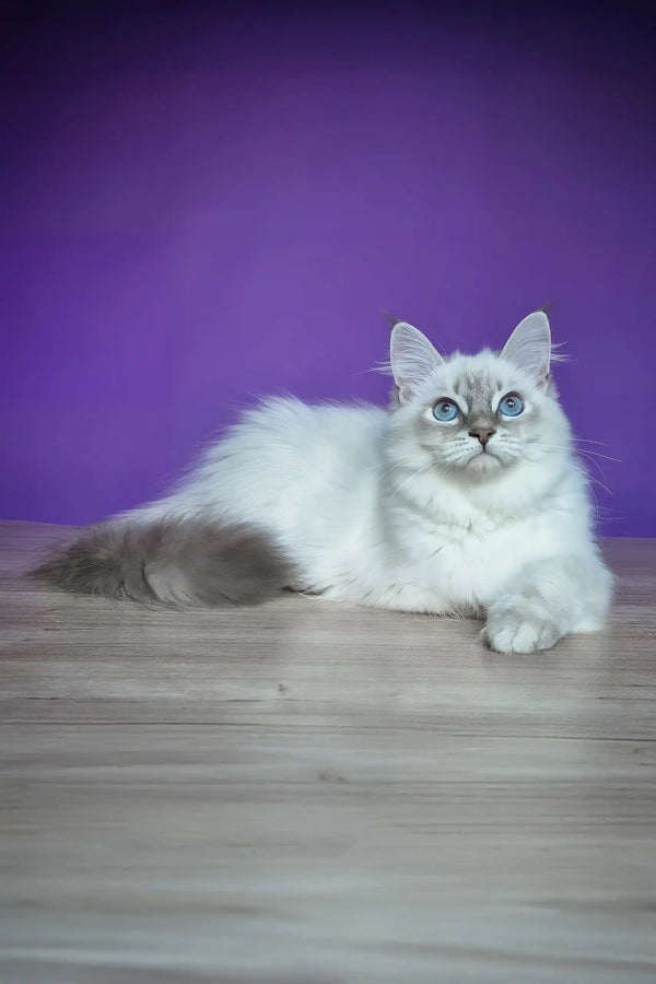 Polly | siberian kitten