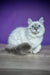 Polly | siberian kitten