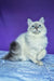 Polly | siberian kitten
