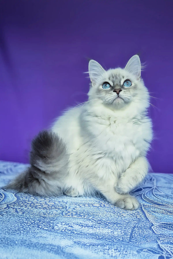 Polly | siberian kitten
