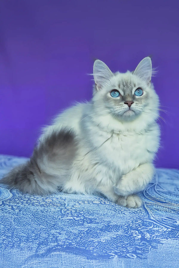 Polly | siberian kitten