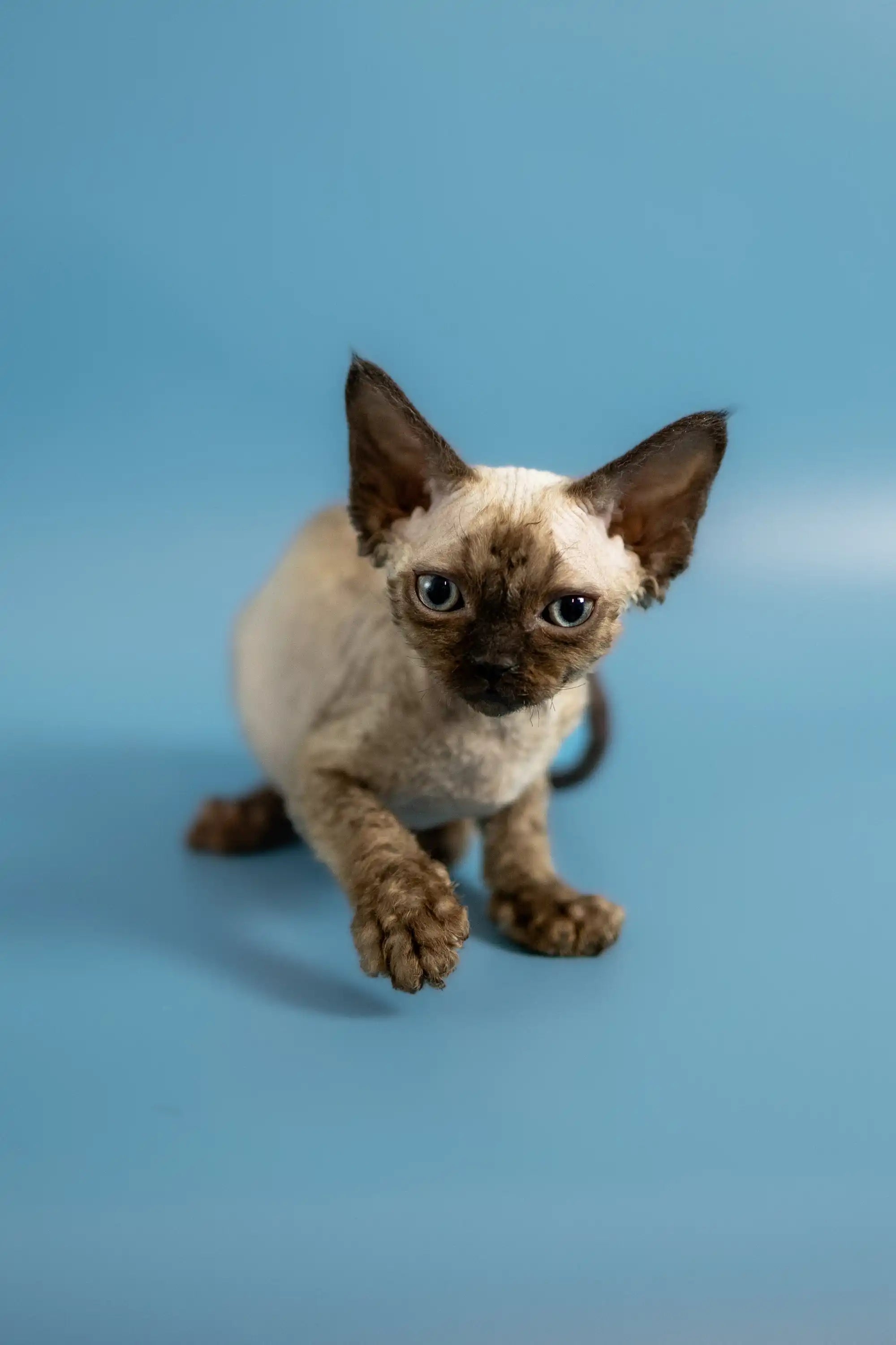 Devon Rex Kittens For Sale Ponchik | Kitten