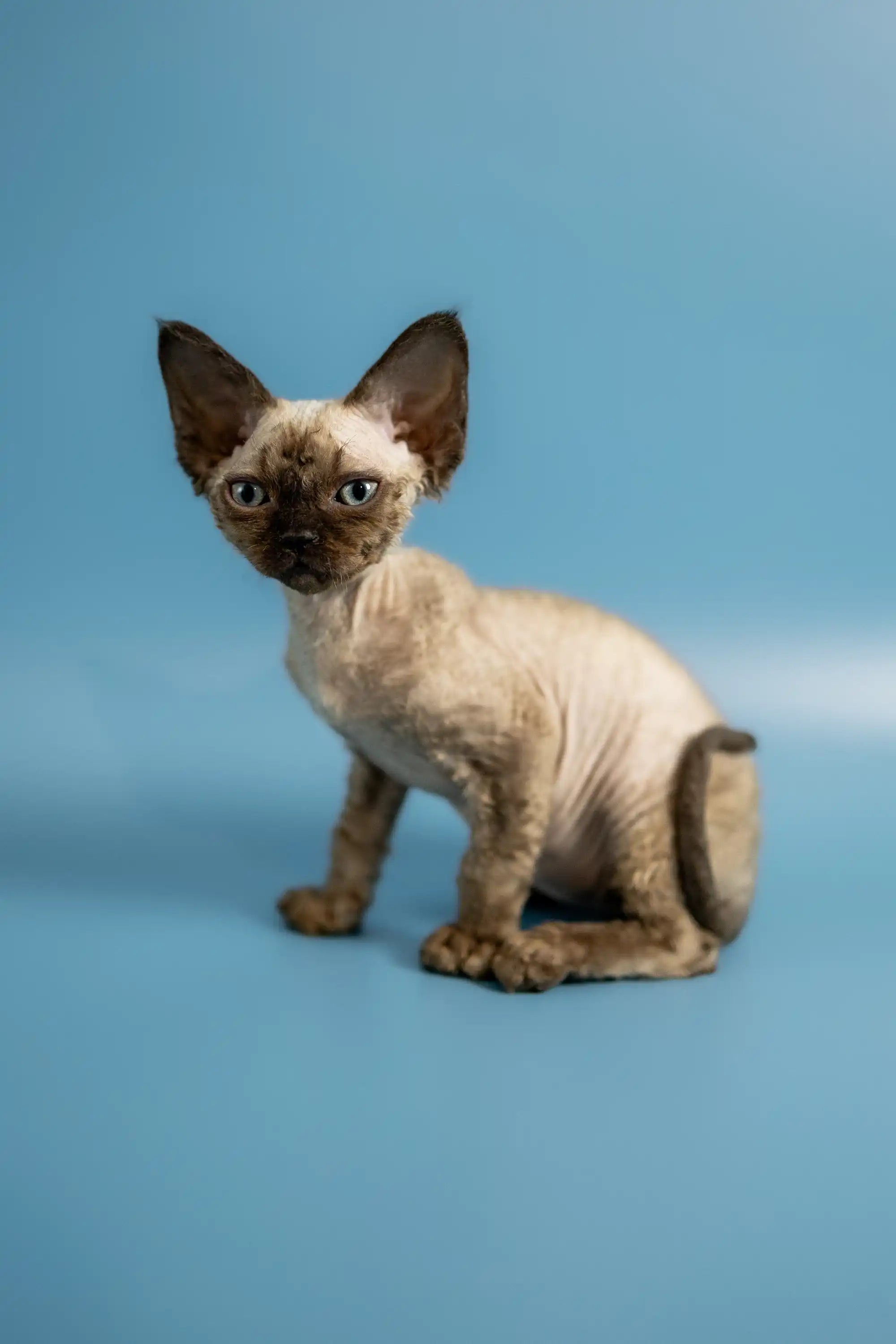 Devon Rex Kittens For Sale Ponchik | Kitten