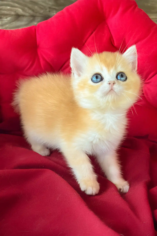 Ponthik | british shorthair kitten