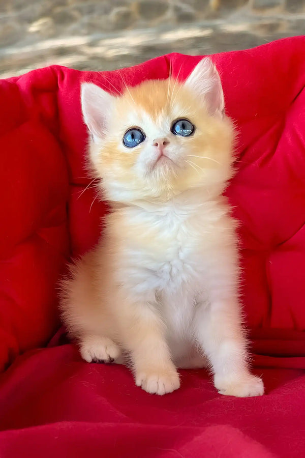 Ponthik | british shorthair kitten