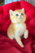 Ponthik | british shorthair kitten