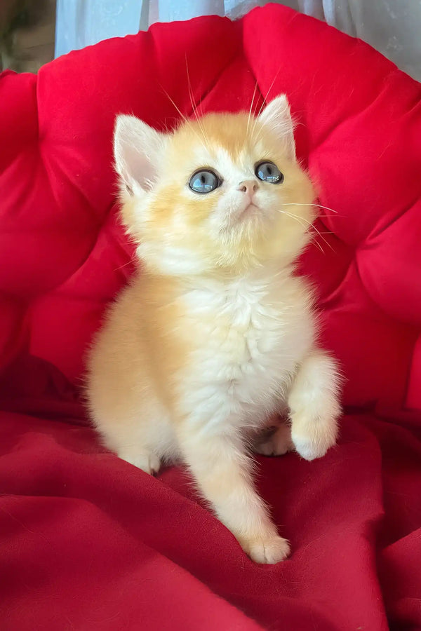 Ponthik | british shorthair kitten