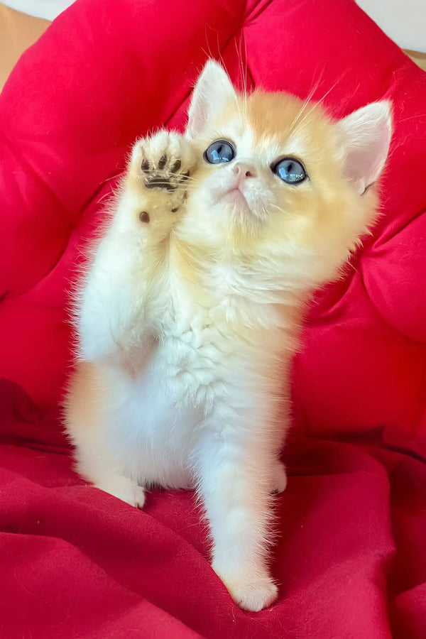 Ponthik | british shorthair kitten