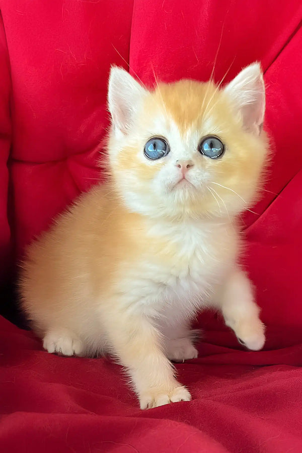 Ponthik | british shorthair kitten