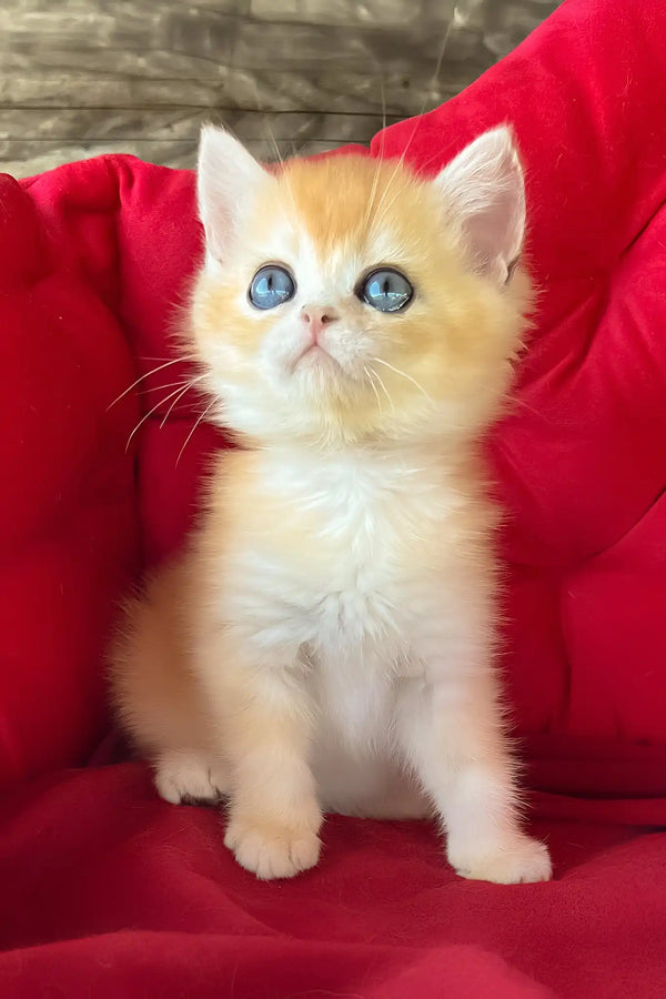 Ponthik | british shorthair kitten