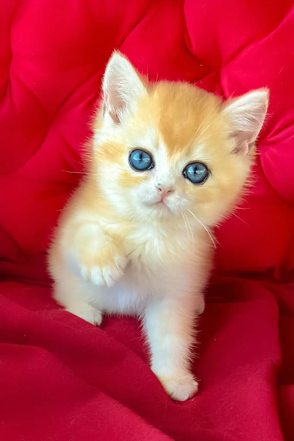 Ponthik | british shorthair kitten