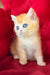 Ponthik | british shorthair kitten