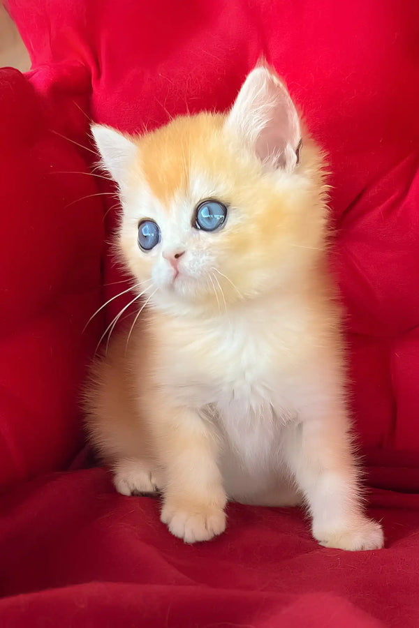 Ponthik | british shorthair kitten