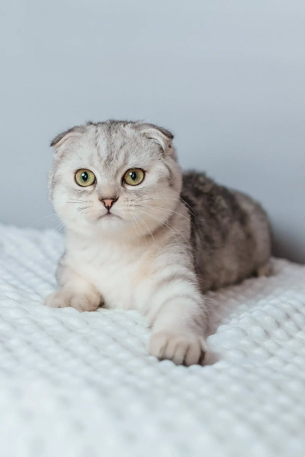 Porsche | scottish fold kitten