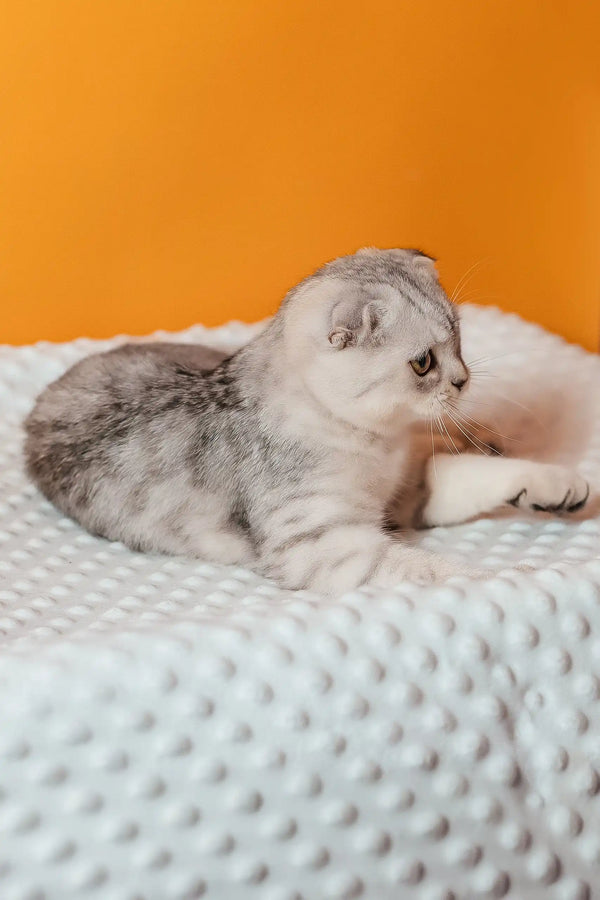 Porsche | scottish fold kitten