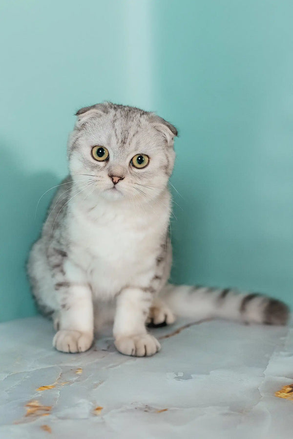 Porsche | scottish fold kitten