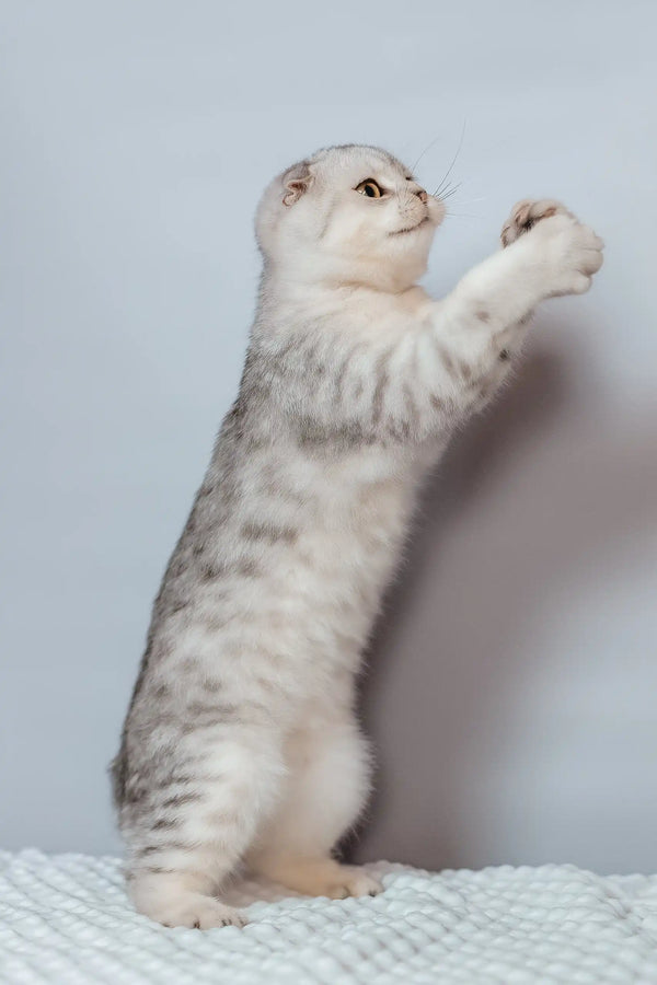 Porsche | scottish fold kitten