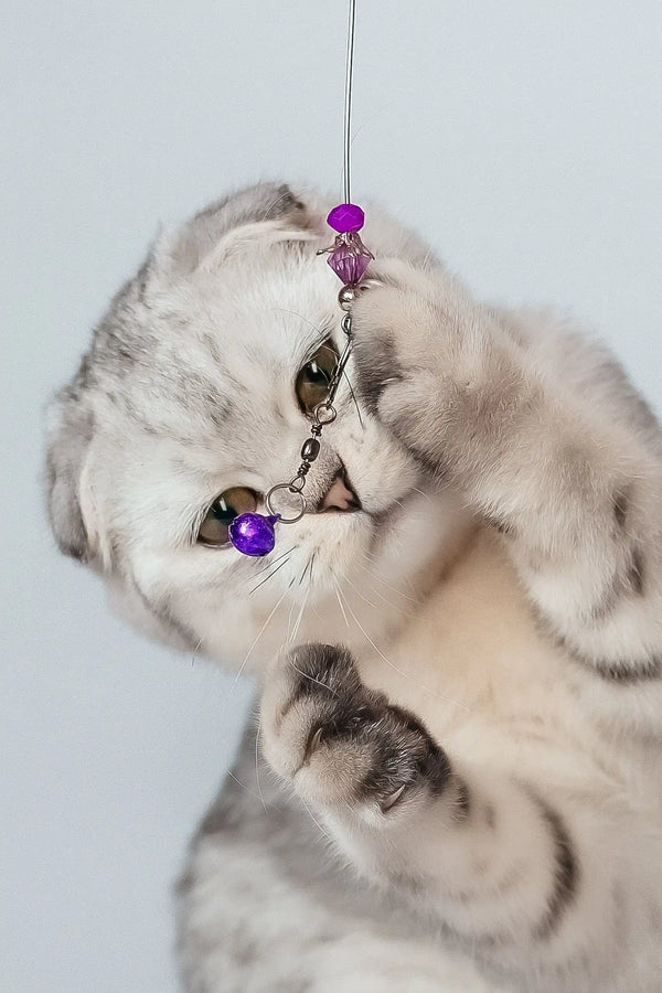 Porsche | scottish fold kitten