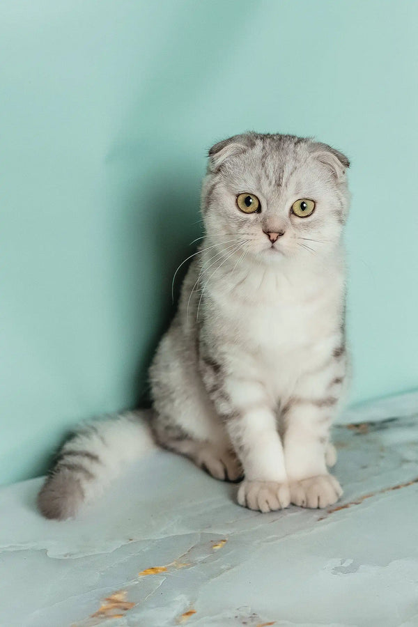 Porsche | scottish fold kitten