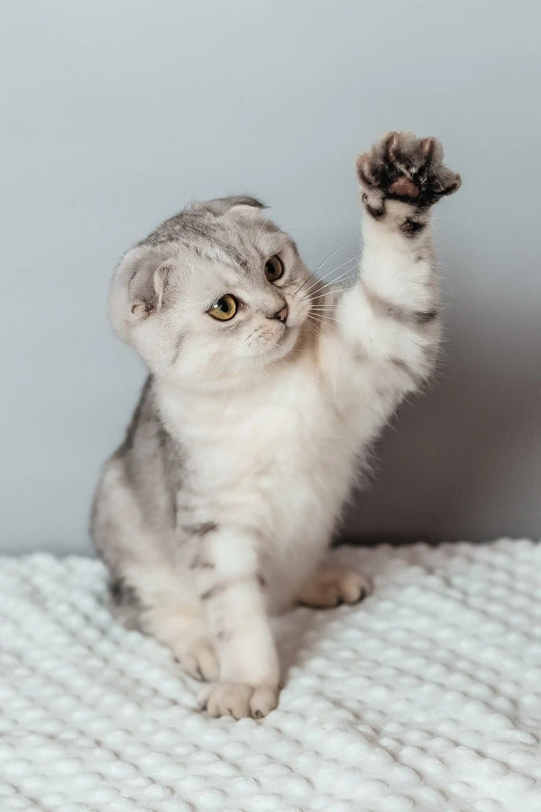 Porsche | scottish fold kitten