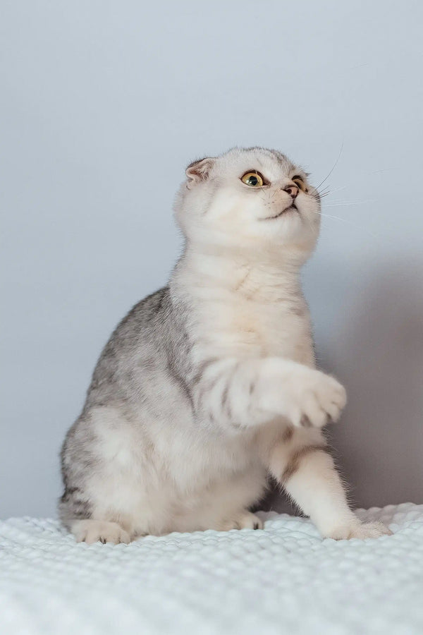 Porsche | scottish fold kitten