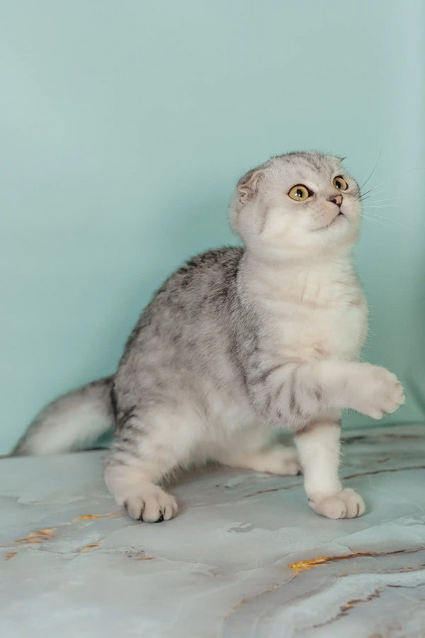 Porsche | scottish fold kitten
