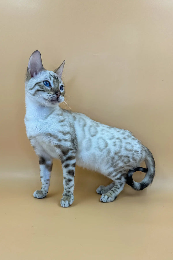 Snow Bengal cat with striking blue eyes, perfect for the Porshe Bengal Kitten product