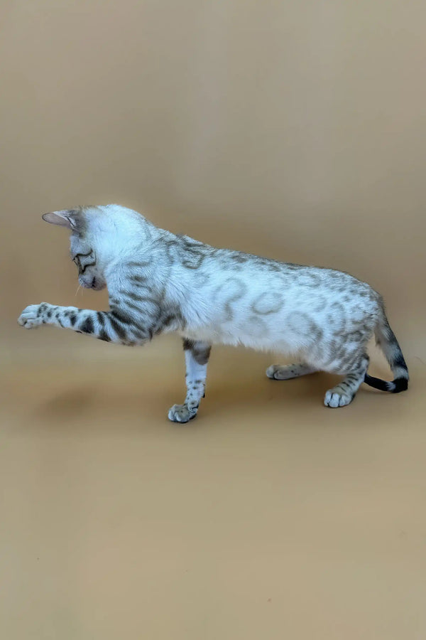 Spotted Bengal cat having fun with Porshe Bengal Kitten toy