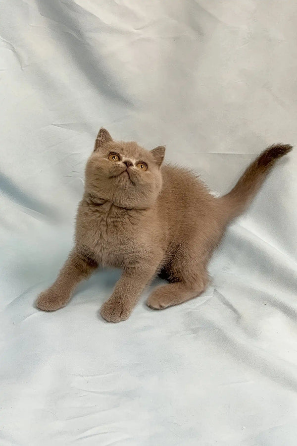 Porshe | british shorthair kitten