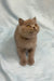 Porshe | british shorthair kitten