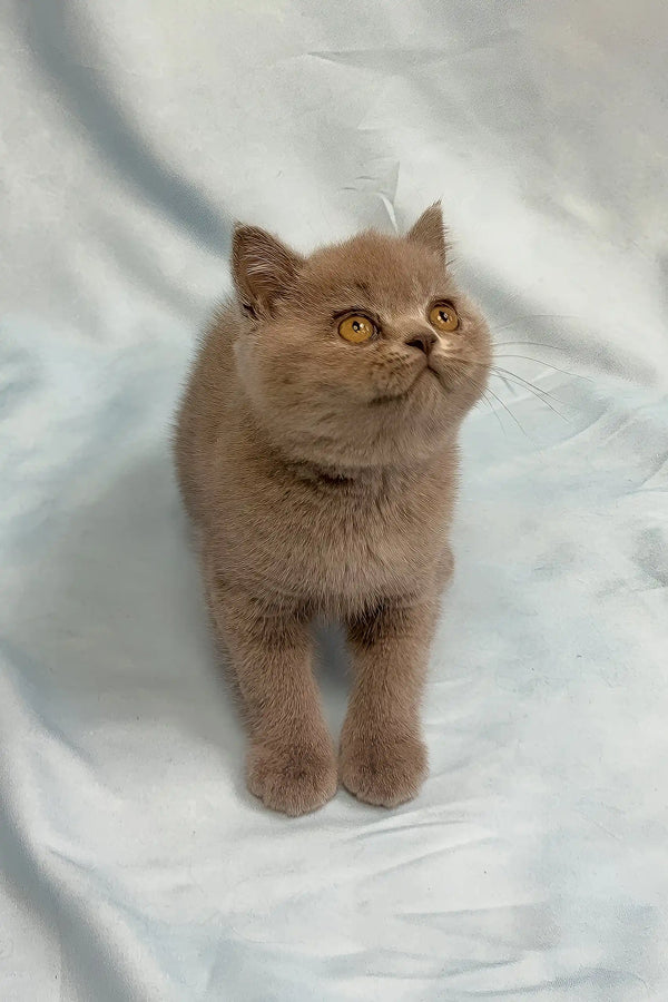 Porshe | british shorthair kitten