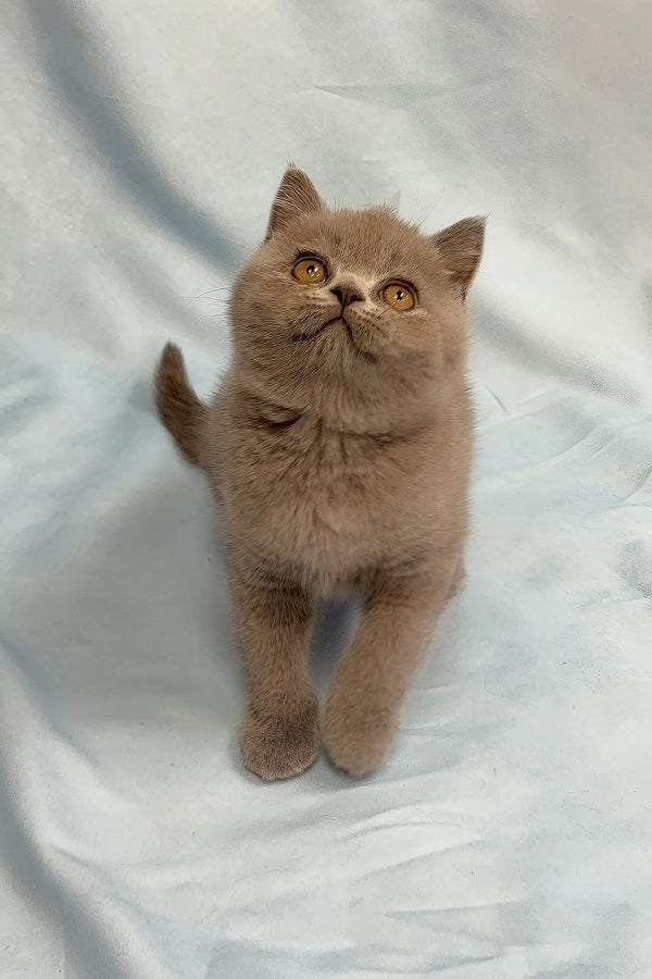 Porshe | british shorthair kitten