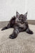 Fluffy black Maine Coon kitten Porshe lounging with paws stretched out, adorable cutie