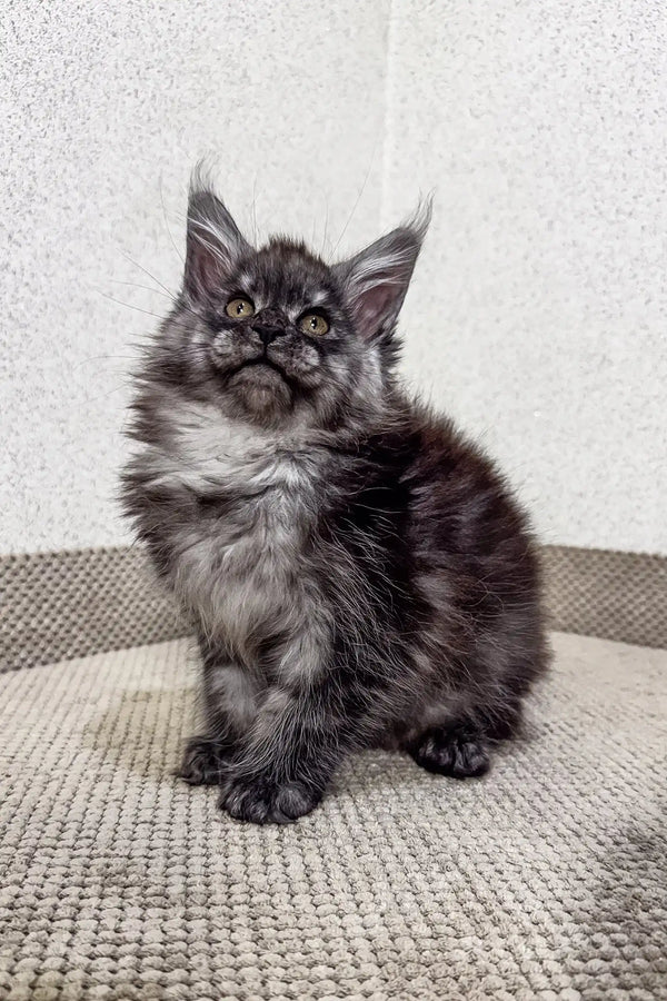 Fluffy black and grey Maine Coon kitten named Porsche with pointed ears and curious gaze