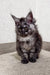 Fluffy gray Maine Coon kitten with bright green eyes in Porshe product line