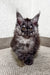 Fluffy grey Maine Coon kitten with bright yellow eyes from Porshe Maine Coon Kitten