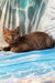 Portos | british shorthair kitten
