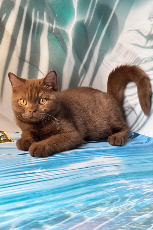 Portos | british shorthair kitten