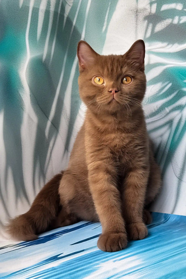 Portos | british shorthair kitten