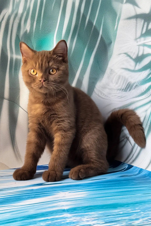 Portos | british shorthair kitten