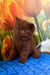 Portos | british shorthair kitten