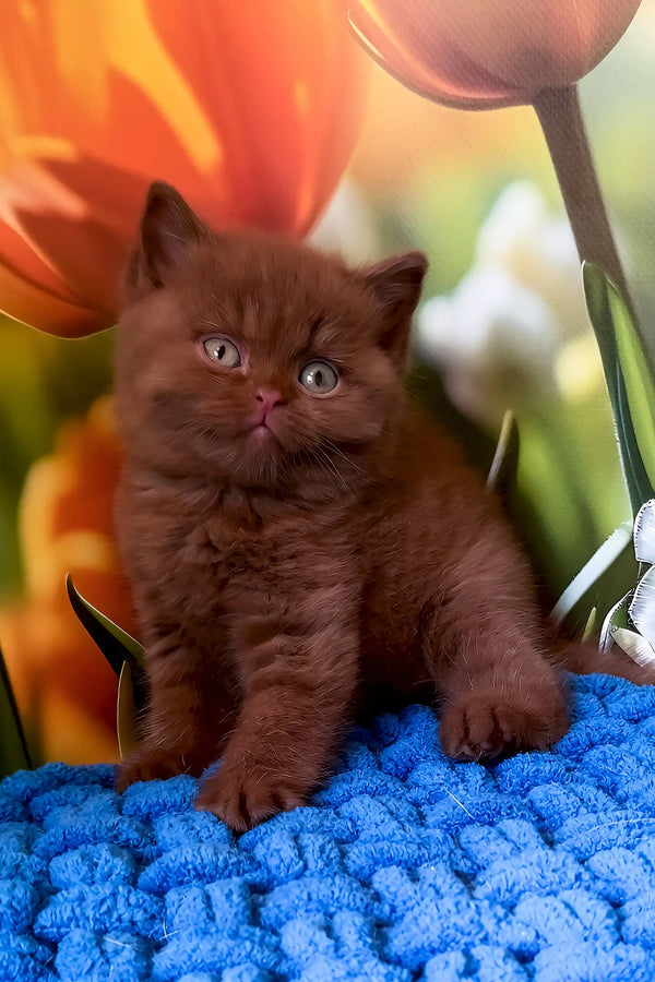Portos | british shorthair kitten