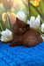 Portos | british shorthair kitten